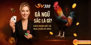 Gà Ngũ Sắc Là Gì? Cách Nhận Biết Và Mua Chiến Kê Đỉnh